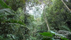 Finca Alejandría el Paraíso de los Colibríes - Foto 3
