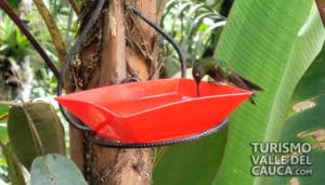 Finca Alejandría el Paraíso de los Colibríes - Foto 11