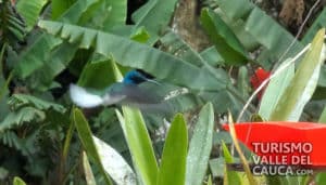 Finca Alejandría el Paraíso de los Colibríes - Foto 13