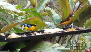 Finca Alejandría el Paraíso de los Colibríes - Foto 14