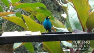 Finca Alejandría el Paraíso de los Colibríes - Foto 17
