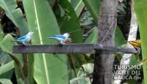 Finca Alejandría el Paraíso de los Colibríes - Foto 1