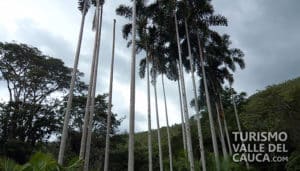 Jardín botánico Juan María Céspedes - Foto 10