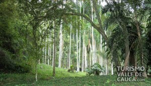 Jardín botánico Juan María Céspedes - Foto 6
