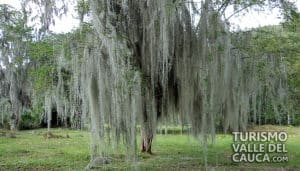 Jardín botánico Juan María Céspedes - Foto 8