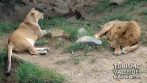 Zoológico de Cali - Foto 11