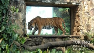 Zoológico de Cali - Foto 14