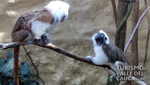 Zoológico de Cali - Foto 17