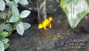 Zoológico de Cali - Foto 20
