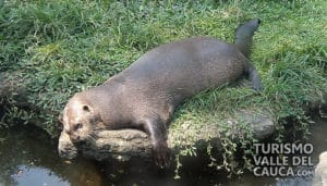 Zoológico de Cali - Foto 25