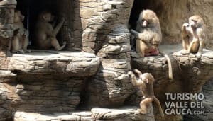 Zoológico de Cali - Foto 33