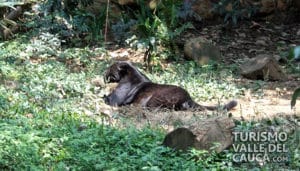 Zoológico de Cali - Foto 34