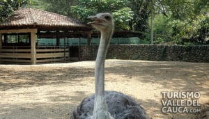 Zoológico de Cali - Foto 35