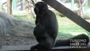 Zoológico de Cali - Foto 5
