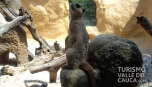 Zoológico de Cali - Foto 8