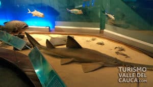 Museo Departamental de Ciencias Naturales - Foto 17