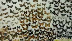 Museo Departamental de Ciencias Naturales - Foto 3