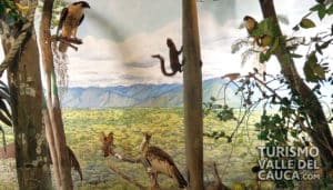 Museo Departamental de Ciencias Naturales - Foto 7