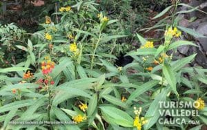 Andoke Butterfly Farm, Cali - Foto 12