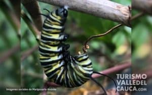 Andoke Butterfly Farm, Cali - Foto 1