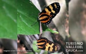 Andoke Butterfly Farm, Cali - Foto 3