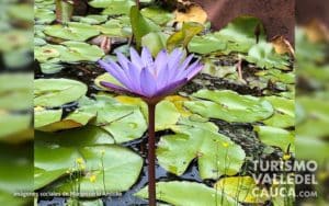 Andoke Butterfly Farm, Cali - Foto 5