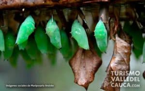 Andoke Butterfly Farm, Cali - Foto 9