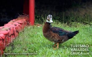 Eco Parque Rancho Claro - Foto 8