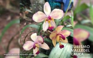 Andoke Butterfly Farm, Cali - Foto 10