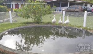 Finca Hotel Campestre Villa Heidy - Foto 7
