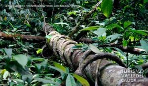 La Reserva Nacional Forestal Bosque de Yotoco - Foto 1