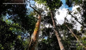 La Reserva Nacional Forestal Bosque de Yotoco - Foto 3