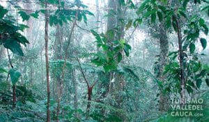 La Reserva Nacional Forestal Bosque de Yotoco - Foto 7