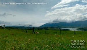 La Reserva Nacional Forestal Bosque de Yotoco - Foto 10