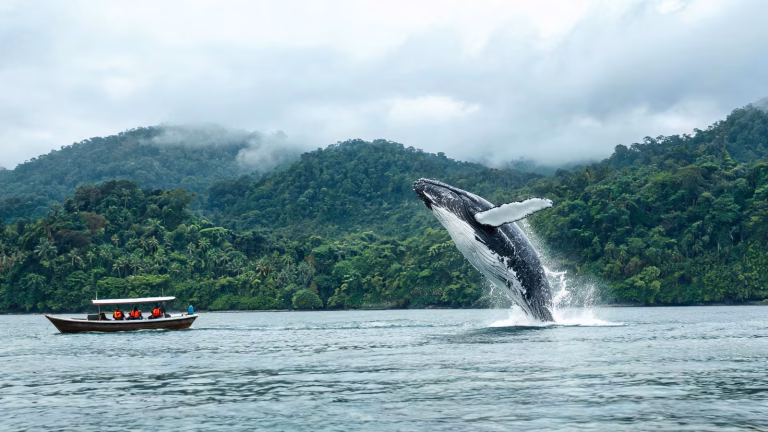 Avistamiento de ballenas en Colombia: dónde y cuándo ir